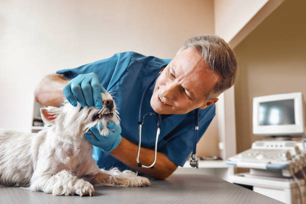 Best Weekend Emergency Dentist in Morgandale, OH